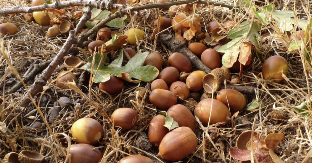 Abundant Harvest